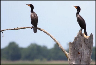 Love Birding? Check Out The Horicon Marsh Bird Club