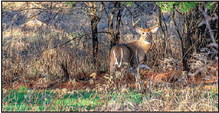 Statewide Deer Hunter Diary Study  To Be Conducted This Fall