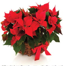 Simple Ways To Prolong The Life Of Poinsettias