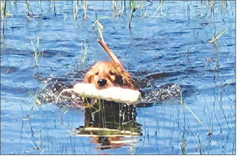 A Professional Hunting Dog Trainer and His Pup