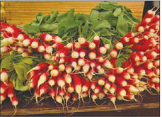 Plant, Grow, and  Harvest Radishes  This Fall