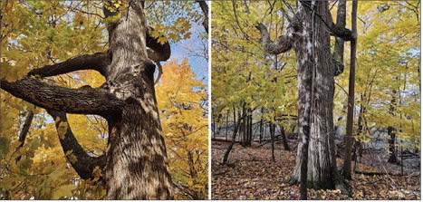 The Ash Tree Northeast of the Horicon Marsh